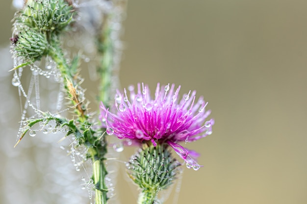 Unlock the Health Benefits with These 7 Amazing Uses of Milk Thistle