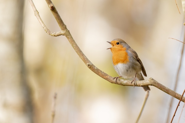 Embrace Earth Day Every Day: Discover the 6 Amazing Benefits of Trees