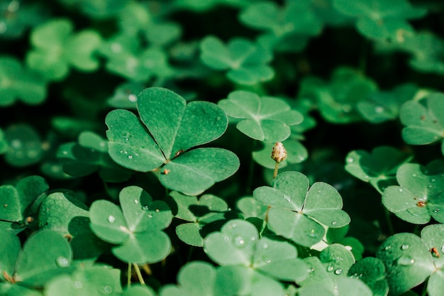 Unlock the Power of Red Clover: Enhancing Menopause Relief, Strengthening Bones, and Beyond