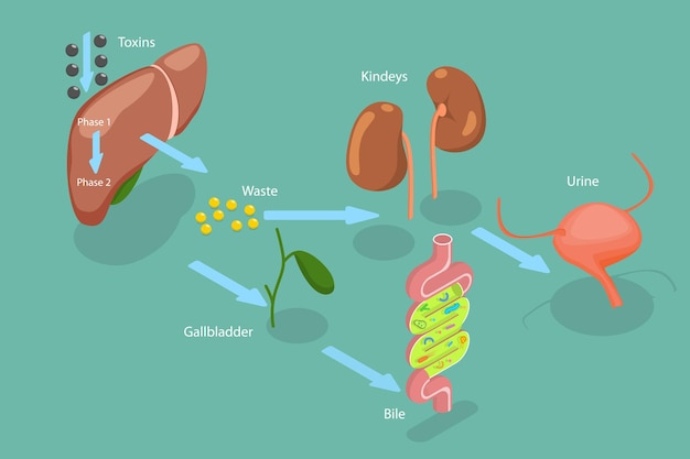 Unlocking the Power of Pancreatic Enzymes: Essential Functions and Benefits