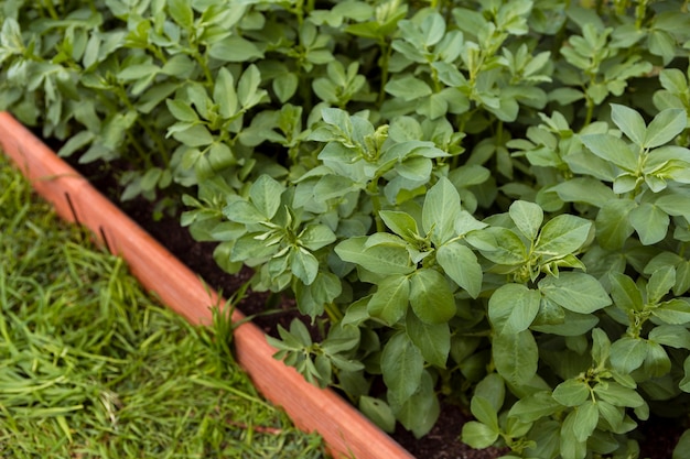 Discover the Astonishing Health Benefits of Holy Basil: Top 12 Reasons to Embrace Tulsi